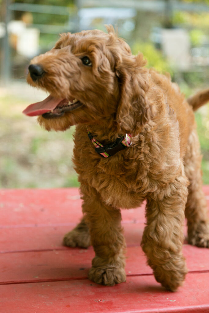 Winnie - Red goldendoodle puppy - female