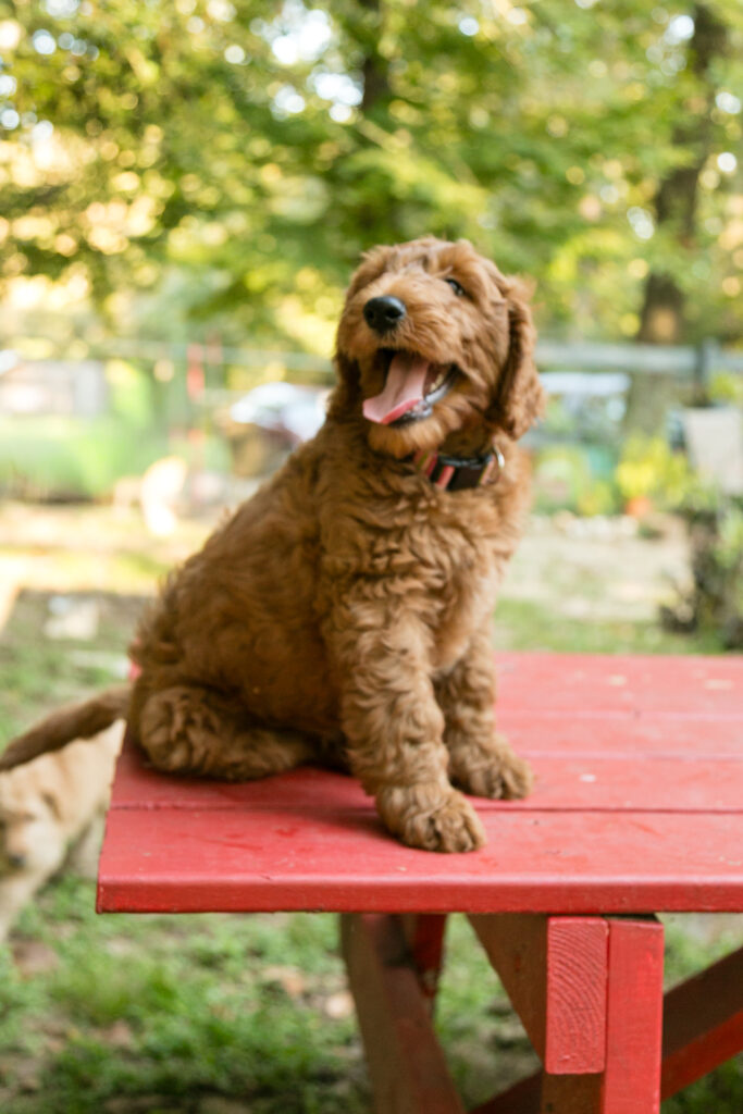 (Now Adopted) Winnie - red female goldendoodle puppy for sale in Houston
