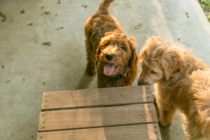 Winnie - goldendoodle puppy Houston