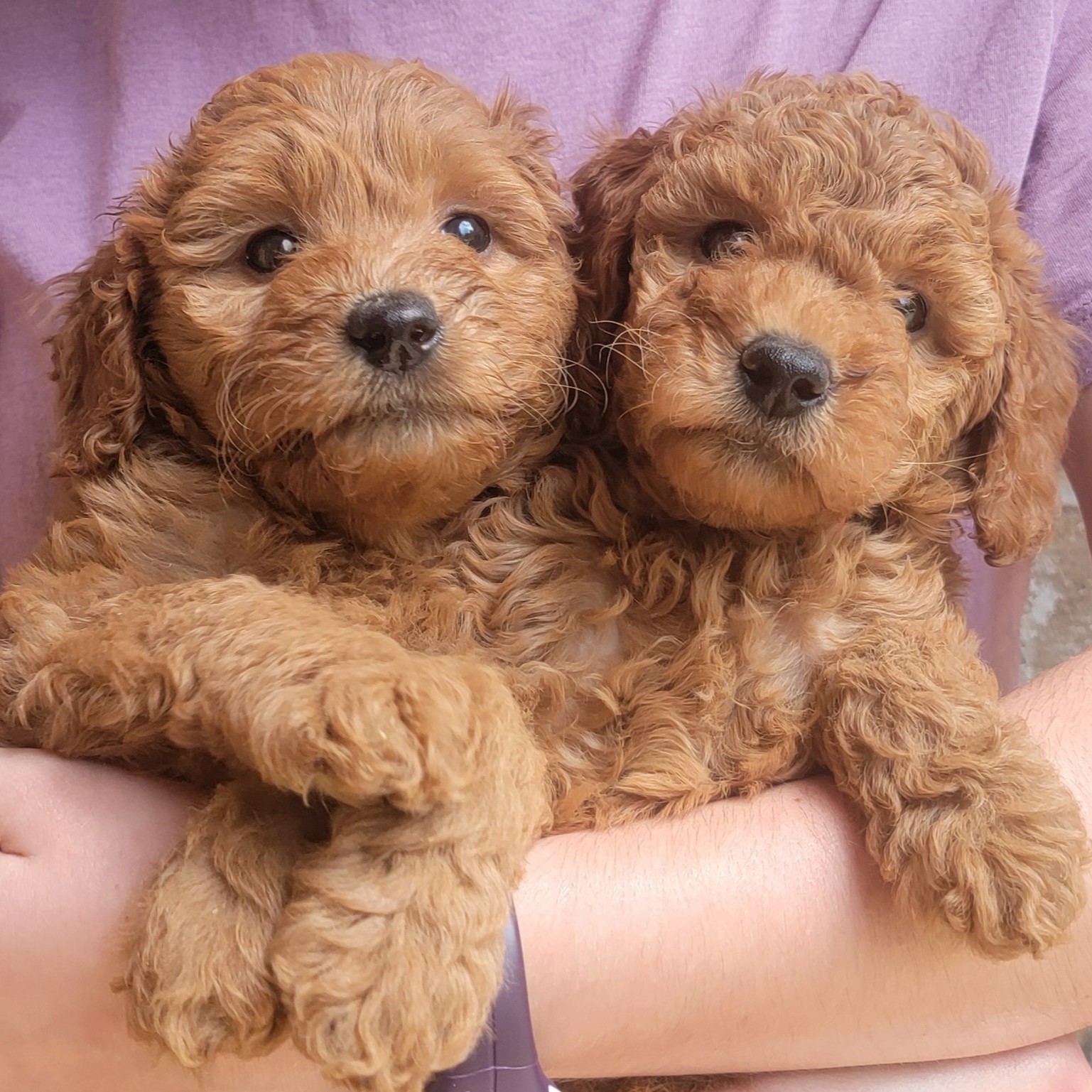 coming soon - goldendoodle puppies