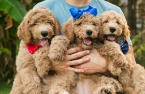 Rusty, Dory and Lucky -Goldedoodle puppies Houston