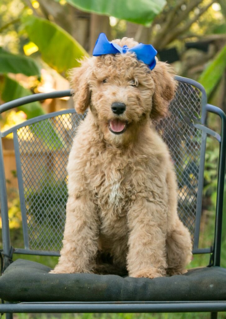 Dory - curly goldendoodle puppy Houston