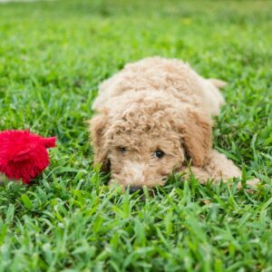 Dory - one our Goldendoodle puppies for sale
