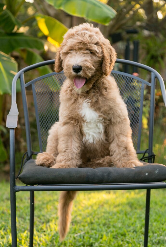 Rusty - shaggy male goldendoodle pup