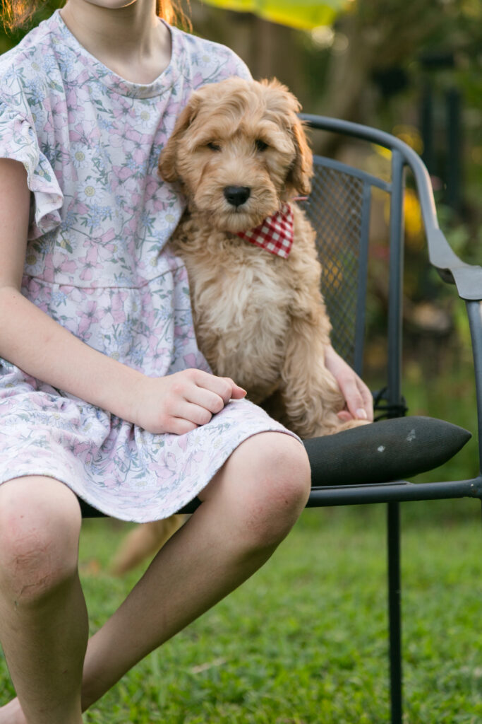 Goldendoodles for sale this summer - Contact us today!