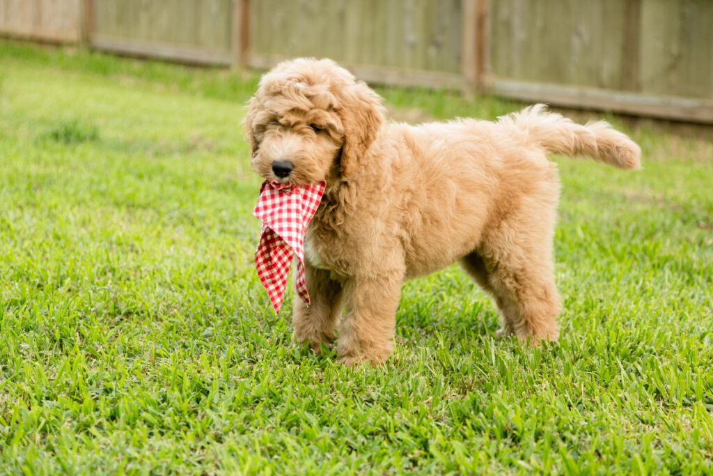 Rusty the Goldendoodle - Houston, TX
Summer Sale on Goldendoodles
