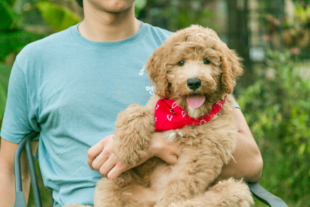Standard goldendoodle puppy Houston
