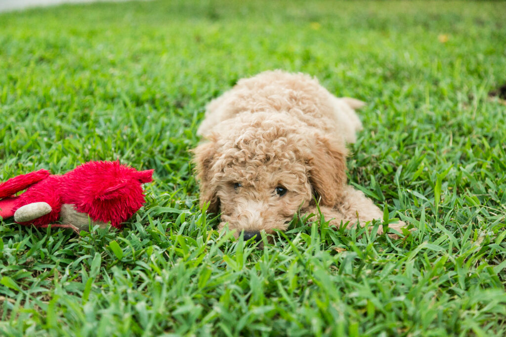 Summer Sale on Goldendoodles