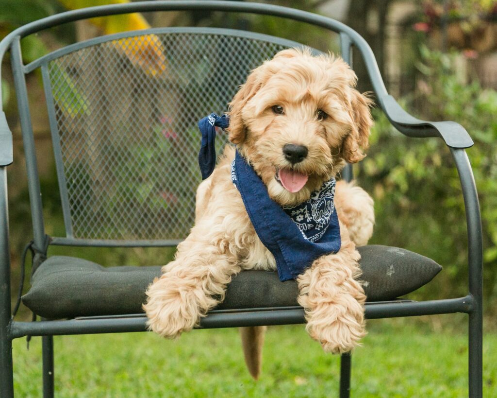 Lucky - shaggy goldendoodle boy