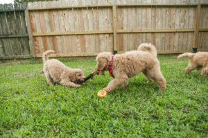 Dory - goldendoodles at play