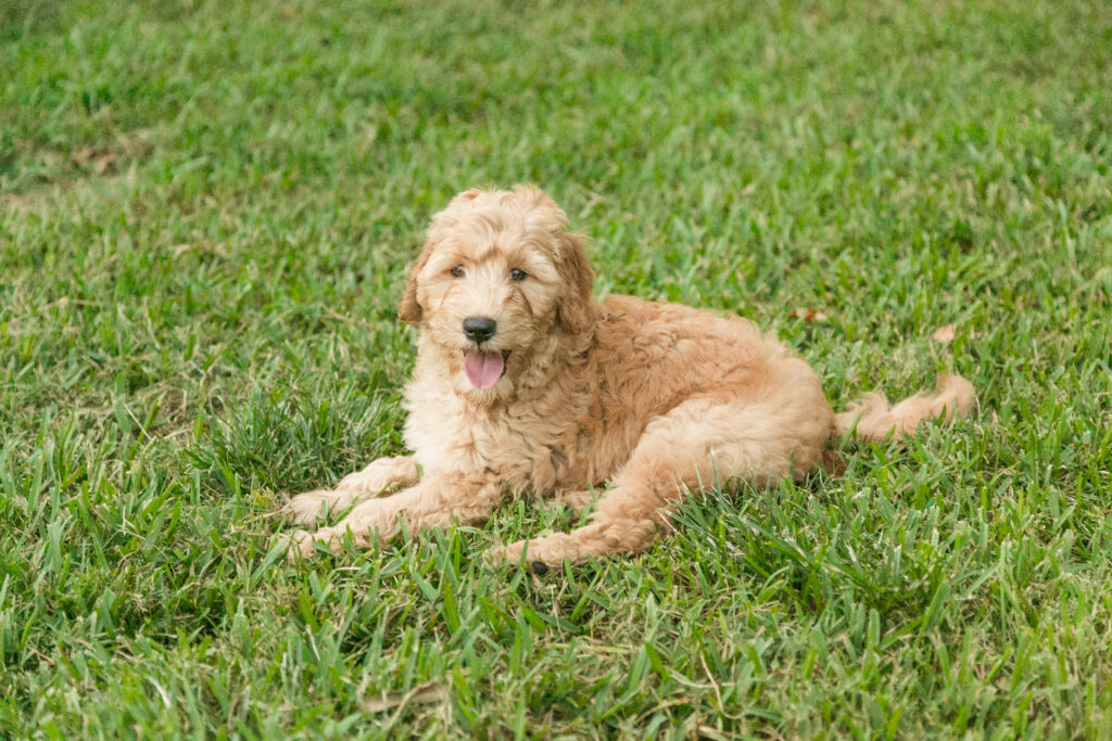 Lucky - a goldendoodle puppy in Houston