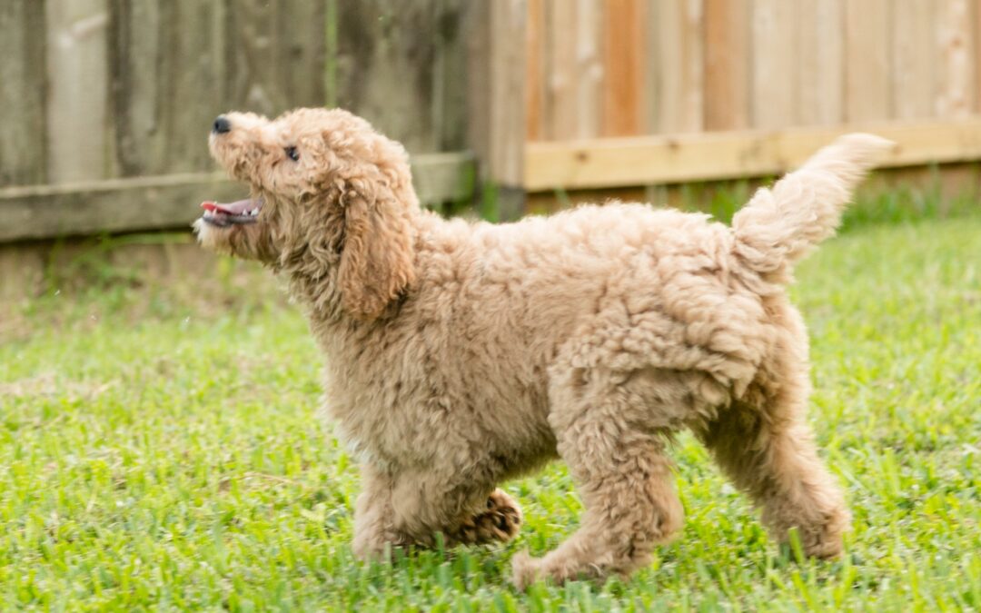 Summer Sale on Goldendoodles
