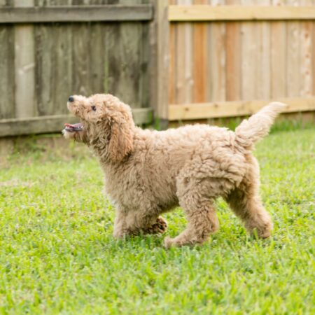 Summer Sale on Goldendoodles