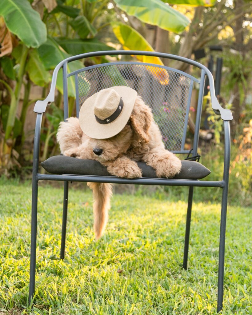 Male goldendoodle - summer sale on goldendoodles