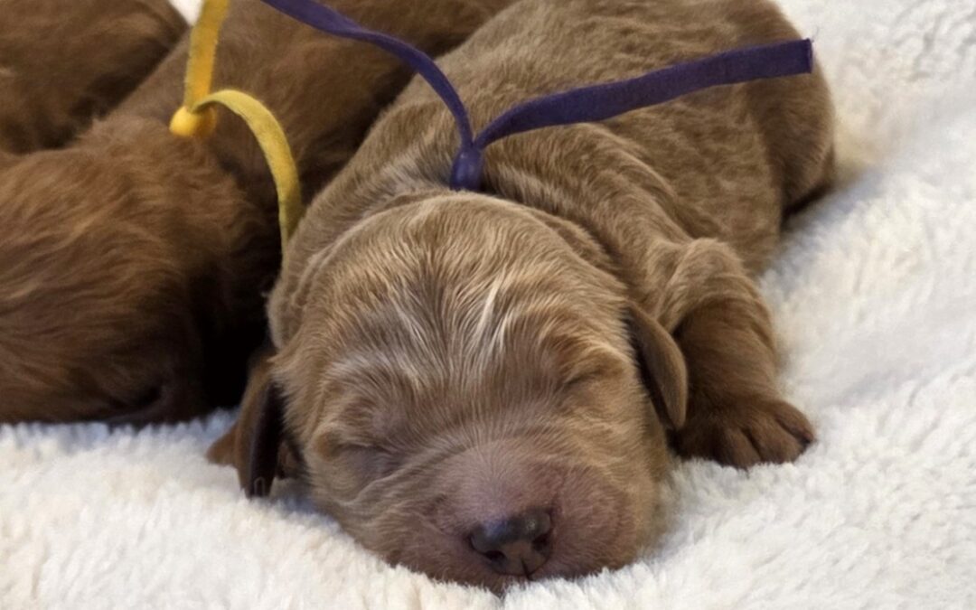 Fall Goldendoodle Puppies Are Here!