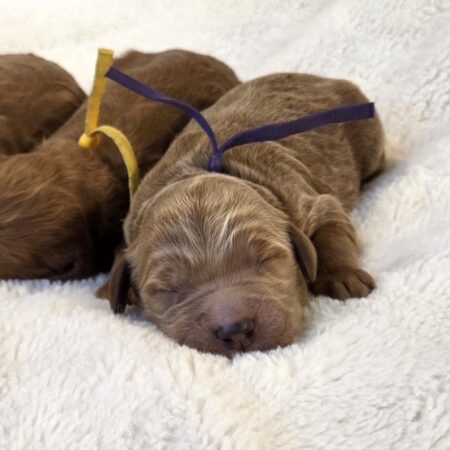 Fall Goldendoodle Puppies Are Here!