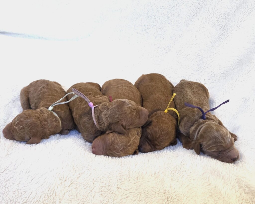 Beautiful fall goldendoodle puppies ready Christmas 2025
