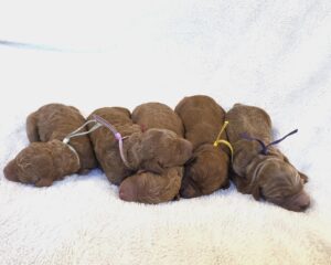 Beautiful goldendoodle puppies ready Christmas 2025
