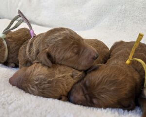 Houston goldendoodle breeder