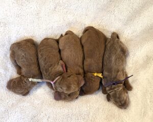2025 - goldendoodle puppies in Houston for sale