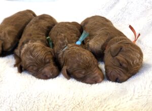 Goldendoodle puppies for sale - Fall 2025