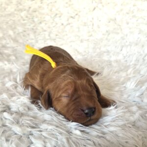 Buttercup - goldendoodle puppy in Houston