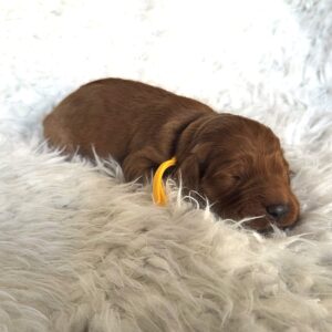 Buttercup - female goldendoodle for sale