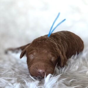Andy - red goldendoodle puppy in Houston