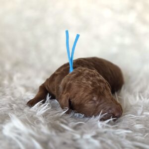 Andy - goldendoodle puppy Houston