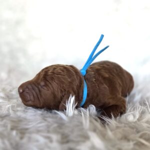 Andy - goldendoodle puppy