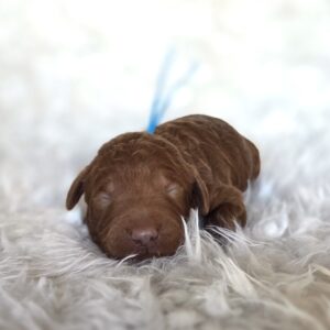 Andy - red goldendoodle - male