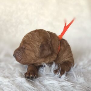 Buzz - red goldendoodle male