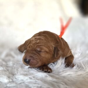 Buzz - curly red goldendoodle