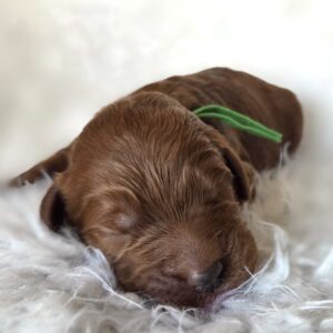 Rex - red goldendoodle puppy