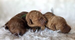 f1b goldendoodle puppies