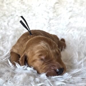 Woody - male goldendoodle puppy
