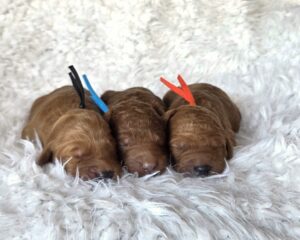 Goldendoodle puppies for sale now
