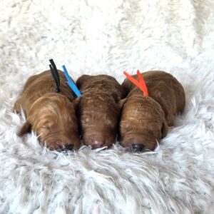 Goldendoodles for sale