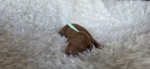 Bo Peep -goldendoodle for sale 2025