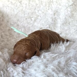 Bo Peep - female goldendoodle