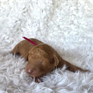 Trixie - goldendoodle puppy - f1b female