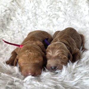 Female goldendoodles - Dolly and Trixie