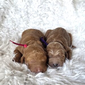 Trixie and Dolly - female goldendoodles for sale
