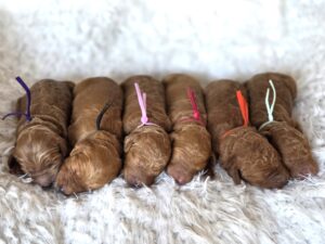 Goldendoodle puppies for sale in Houston, TX