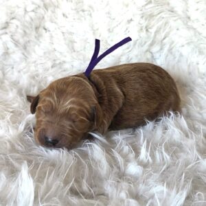 Dolly - female goldendoodle in Houston