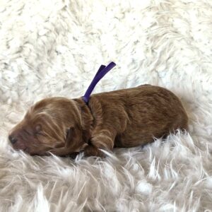 goldendoodle puppy Houston - Dolly