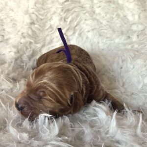 Dolly - f1b goldendoodle puppy for sale