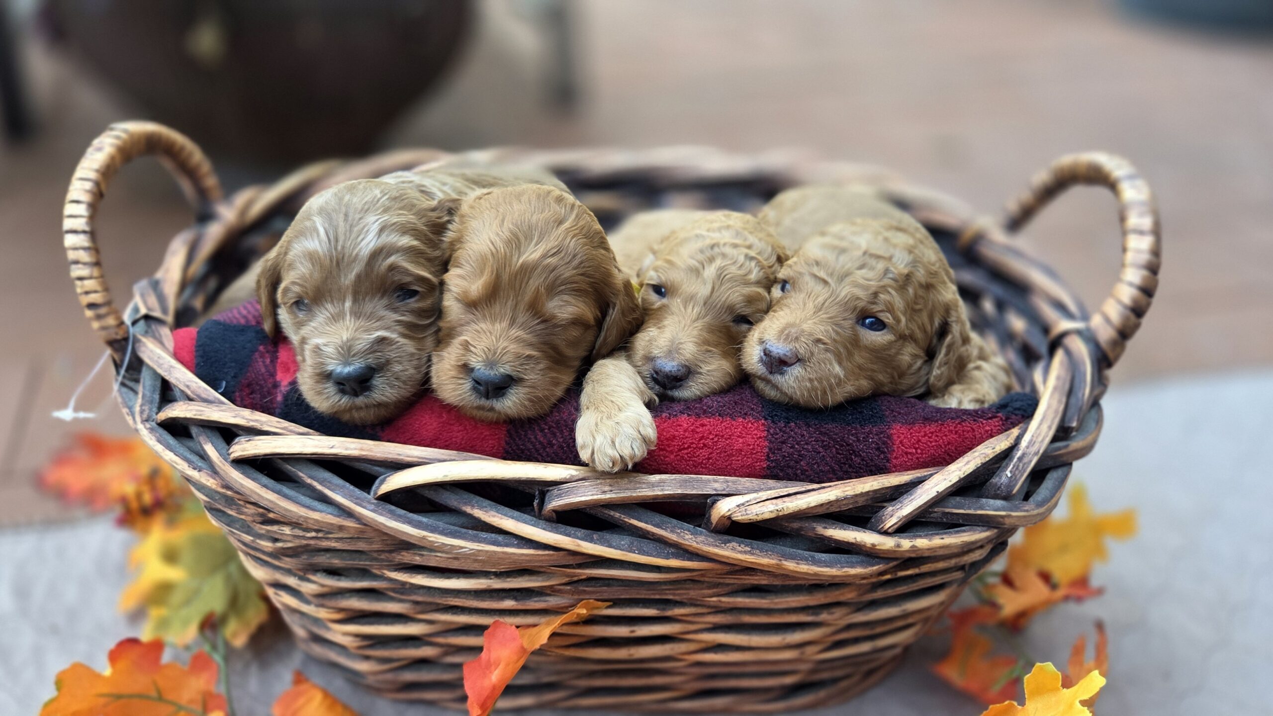 20251022_162041 Female goldendoodle puppies in Houston