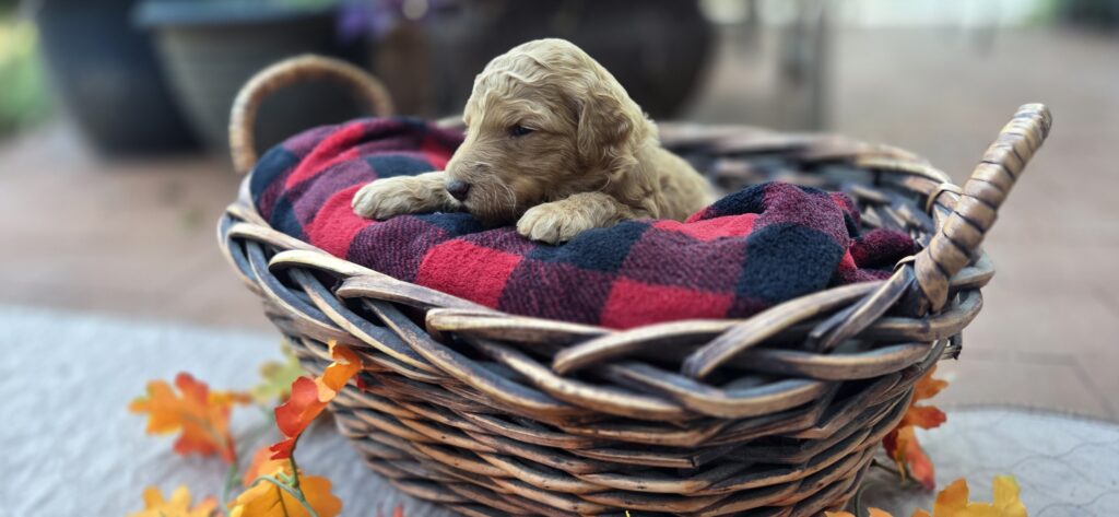 F1b goldendoodle puppy for sale Houston