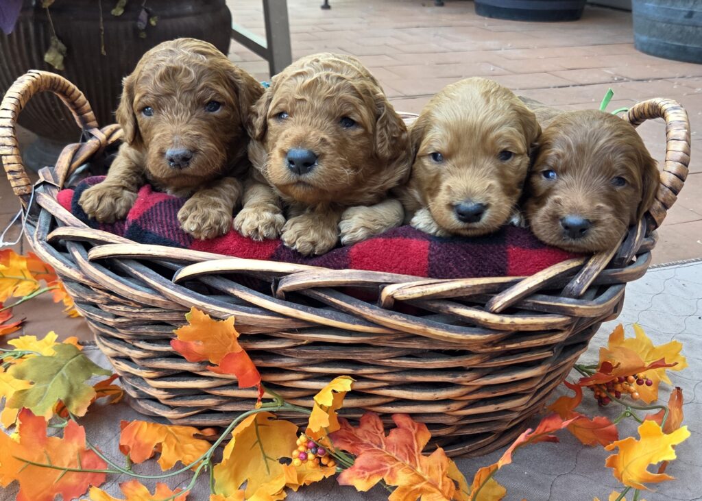 Fall in love with our autumn goldendoodle puppies